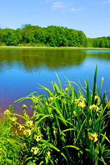 iris bord étangs dombes printemps