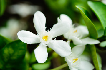 Obraz na płótnie Canvas white flower blossoms on green leaf background