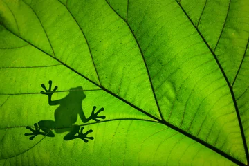 Fotobehang Kikker Silhouet van een kikker door een groen blad