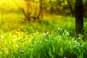 White delicate flowers in a forest clearing. in the background is beautiful fall sunlight. Summer...