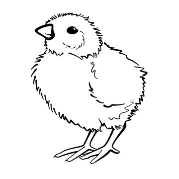 Fluffy little chicken. Linear outline vector illustration on white background.