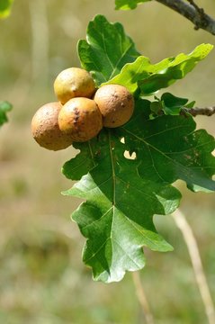 Oak  gall