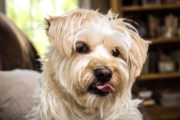 Cute little brown dog sticking his tongue out
