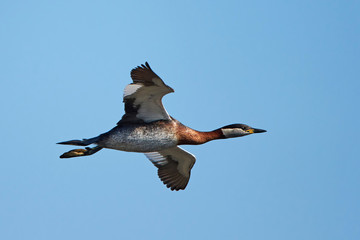 Red-necked grebe (Podiceps grisegena)