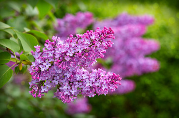 Lilac flowers isolated on green.