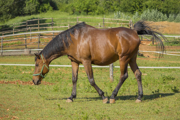 Naklejka na ściany i meble brown horse (closeup horse)