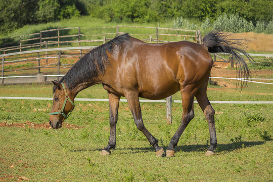 brown horse (closeup horse)