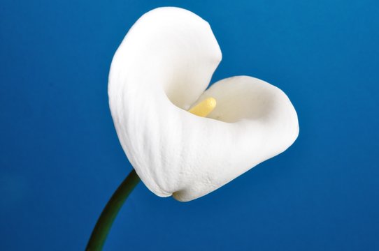 Arum Lily