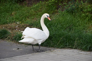 Schwan mit gebogenem Hals