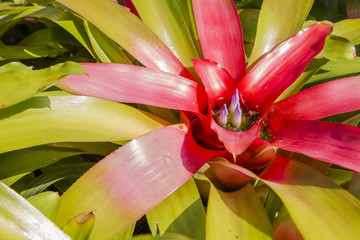 Fototapeta premium Red guzmania bromeliad flower