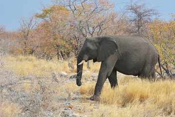 Elefant im Etosha Nationalpark