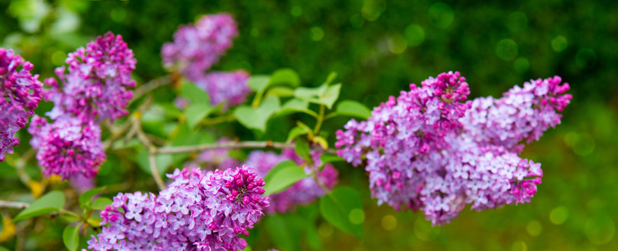 Lilac flowers isolated on green.