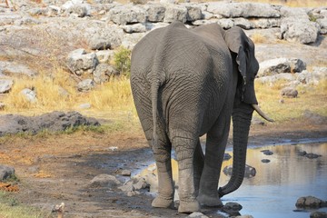 Fototapeta premium Elefant am Wasserloch im Etosha Nationalpark