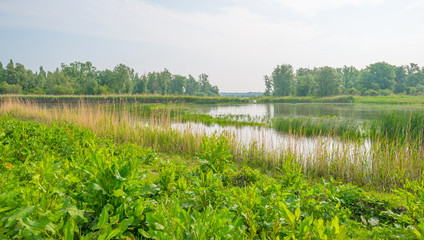 Shore of a lake in spring