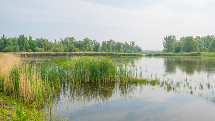 Shore of a lake in spring