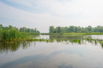 Fototapeta premium Shore of a lake in spring