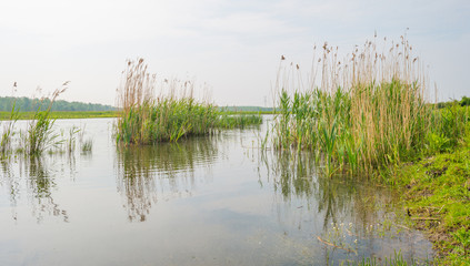 Shore of a lake in spring