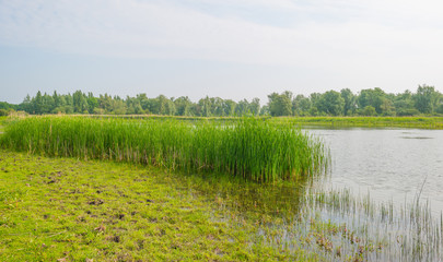 Shore of a lake in spring