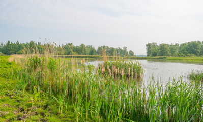 Shore of a lake in spring