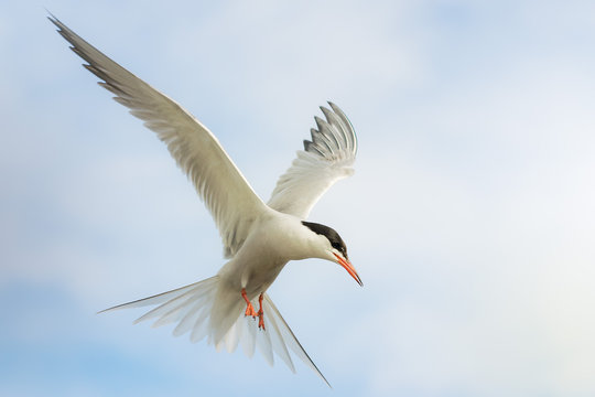 Common tern (Sterna hirundo) in flight with outstretched wings, blue bokeh background with copy space