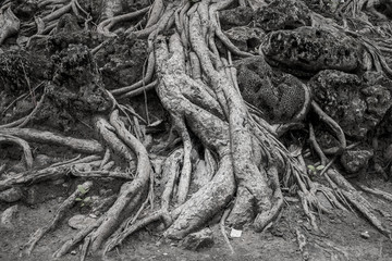 texture of tree root