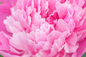 pink peony flower with water drops