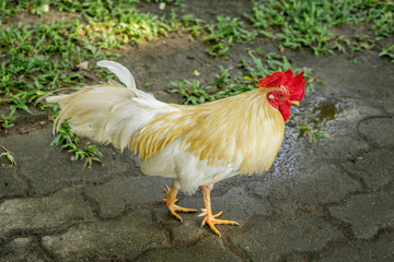 beautiful white rooster