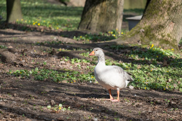 Goose at farm