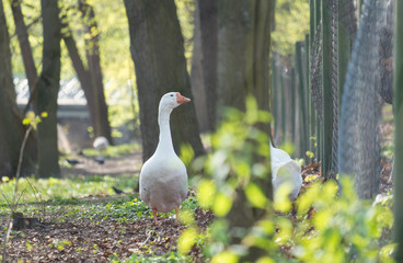 Gooses at farm