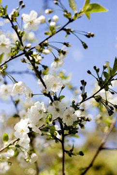 Flowering cherry tree.