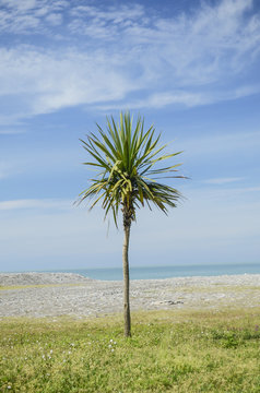 lonely palm tree on the sea background, landscape
