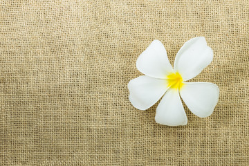 Fototapeta na wymiar white plumeria flower on gunny sack texture background, with copy space