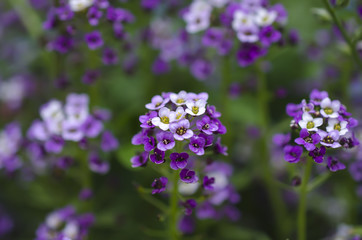 purple wildflowers background