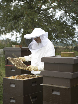 A bee-keeper in Skane, Sweden.