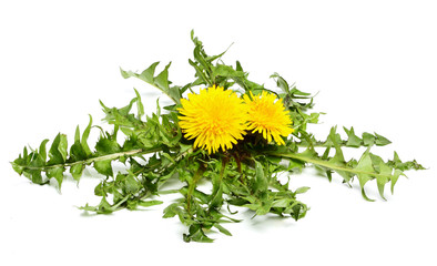 Dandelion flowers with leaves. © osoznaniejizni