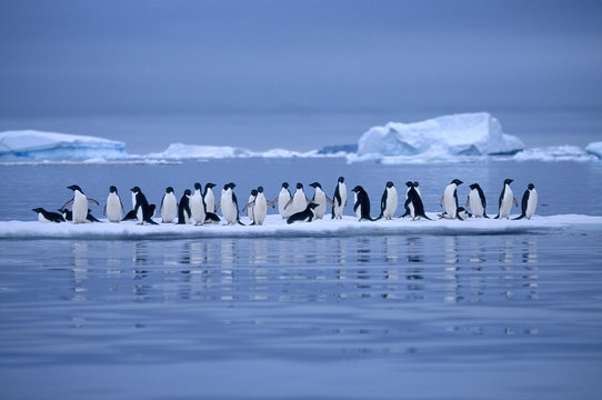 Penguins on ice foe.