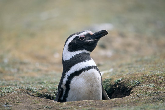 A magellanpenguin.