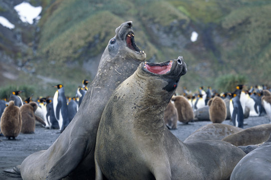Two elephant seals fighting.