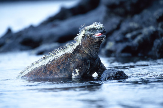 An iguana in water.