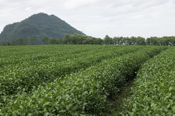 Fototapeta na wymiar tea plantation and tea garden
