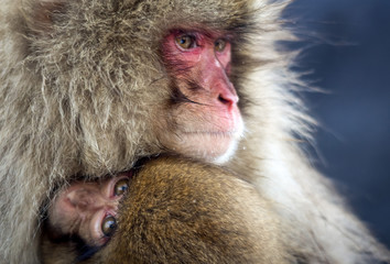 A Japanese snow monkey mother tenderly holds her baby, shielding it from the cold