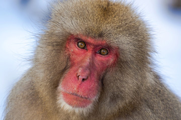 A red faced Japanese snow monkey gazes at the viewer