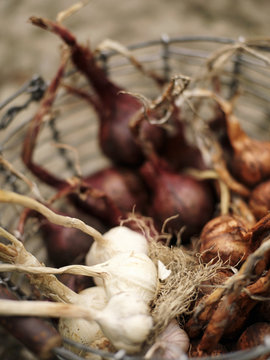 Onions and garlics in a basket.