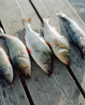Five freshly caught perch