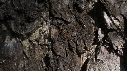 Ants climbing tree