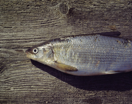 A common whitefish, close-up, Sweden.