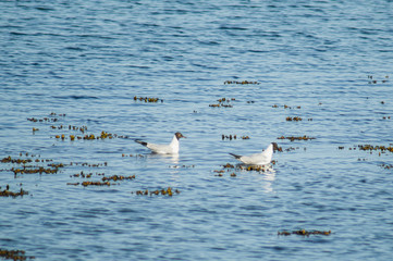 Black-headed gulls in blue water