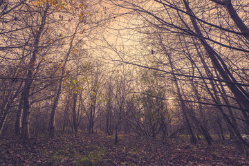 Fototapeta na wymiar Forest in the autumn
