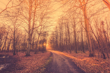 Forest path ending at a sunrise