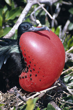 A frigate bird.
